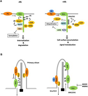 Regulation of Smoothened Trafficking and Abundance in Hedgehog Signaling